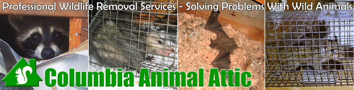 Forest Acres Animal Attic